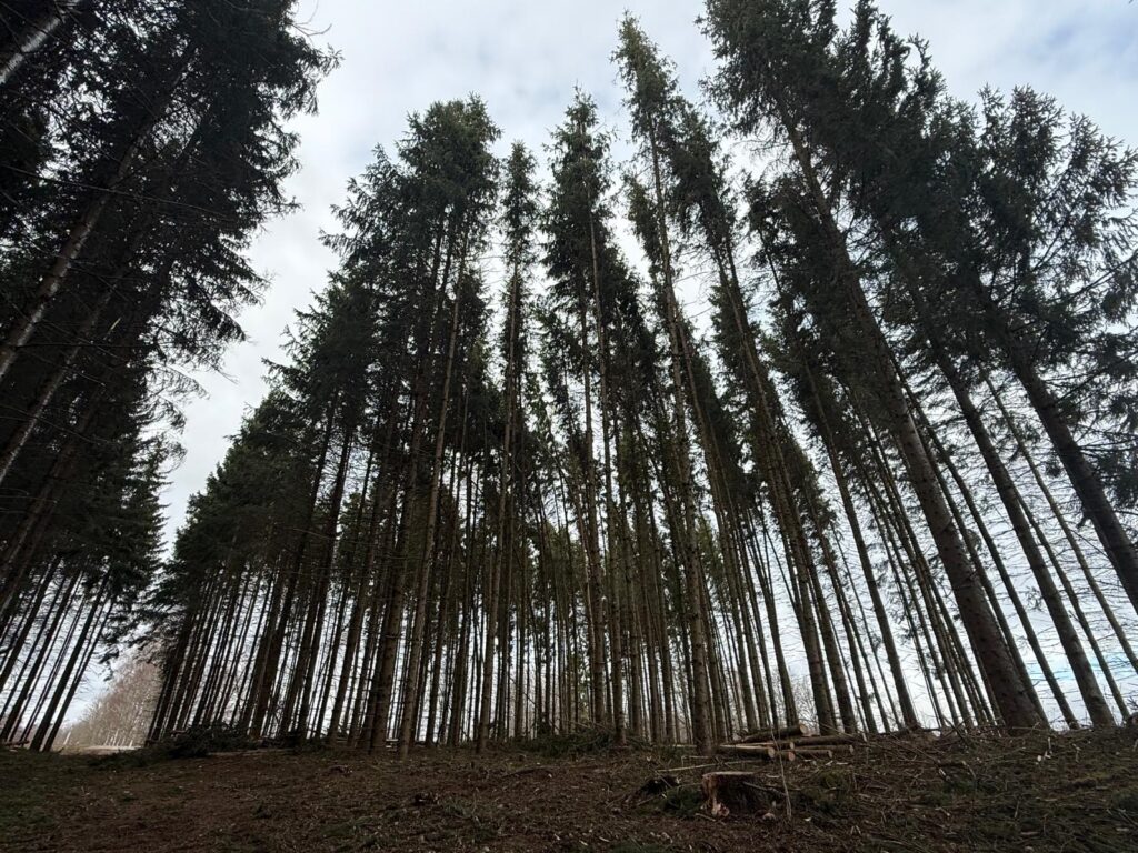 raieõiguse müügi hind, pilt metsast