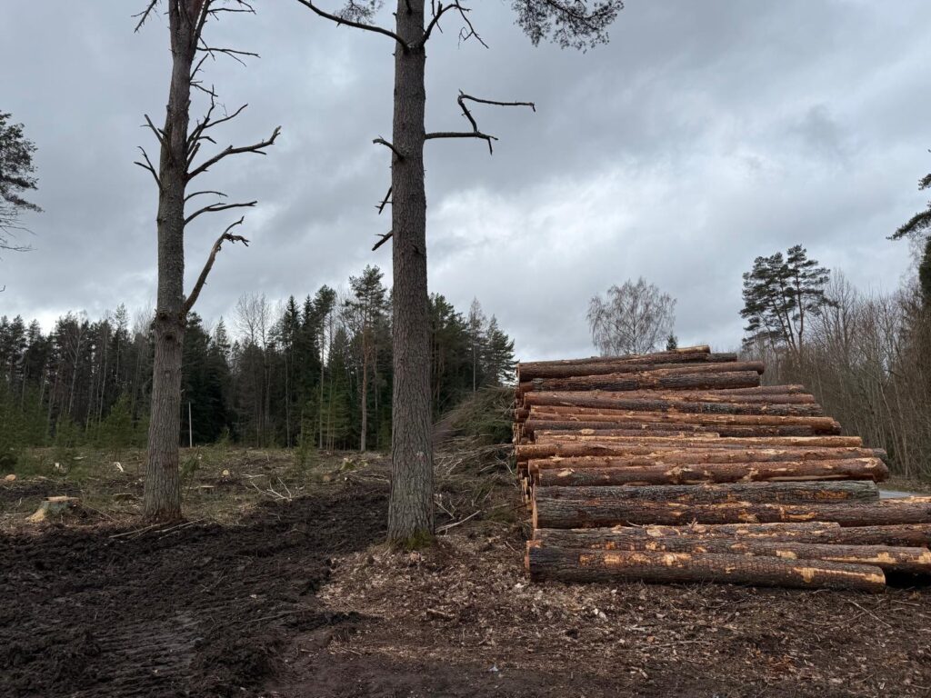 raieõiguse müügi järgne metsamaterjal metsas